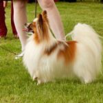 Alex Eye of the Tiger at Panspayon